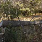 Anche se a un certo punto notiamo un albero spezzato, il cui tronco sembra essere stato tagliato a colpi di accetta